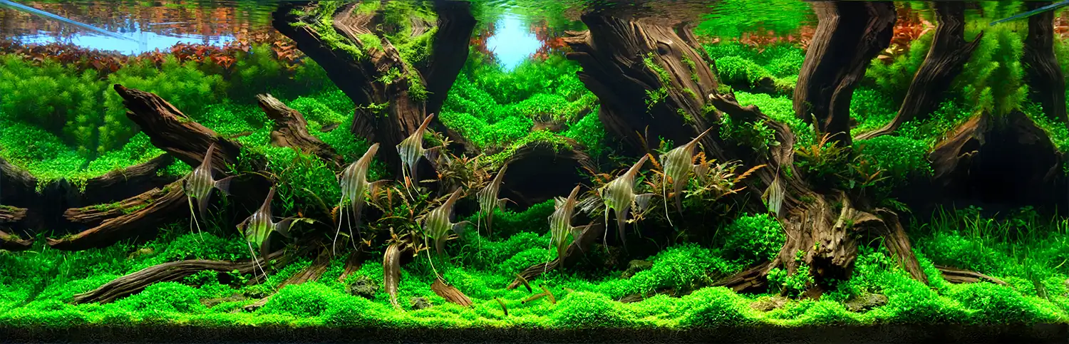Green Clouds